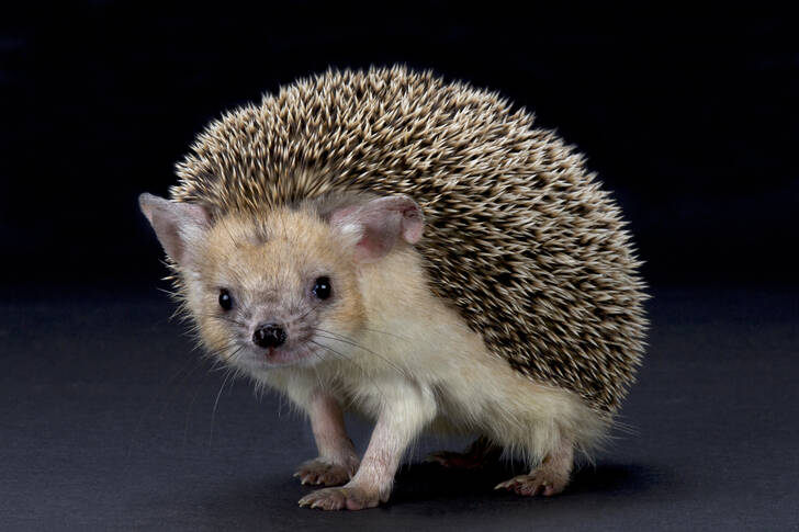 Hedgehog de orejas