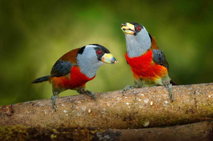 Toucans on a branch