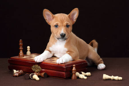 Basenji puppy with chess