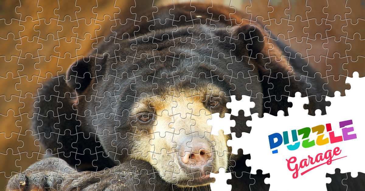 Big Malay Bear Jigsaw Puzzle (Animals, Mammals) Puzzle Garage