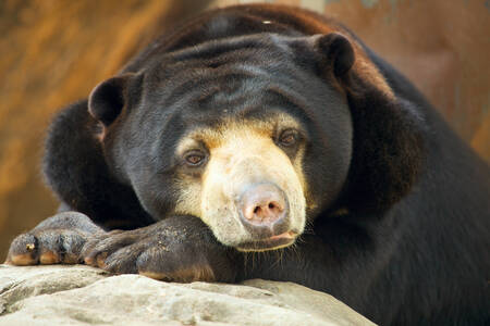 Grande orso malese
