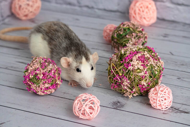 Szczur i balony z kwiatami