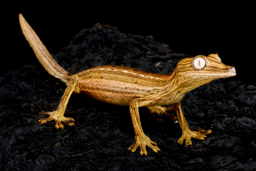 Fantastic leaf-tailed gecko