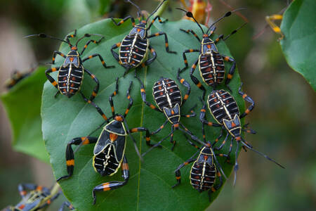 Escarabajos en una hoja verde