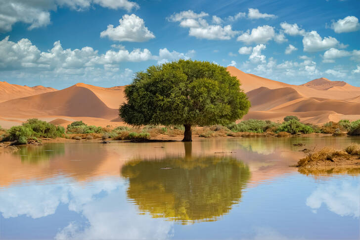 Дърво в пустинята