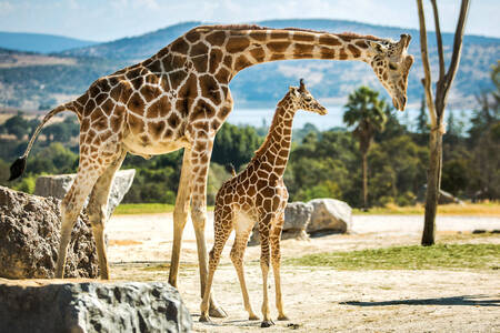 Famille de girafe