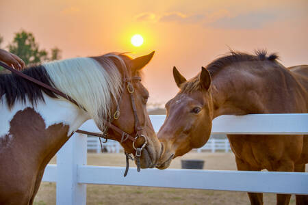 Horses against the background of the sun