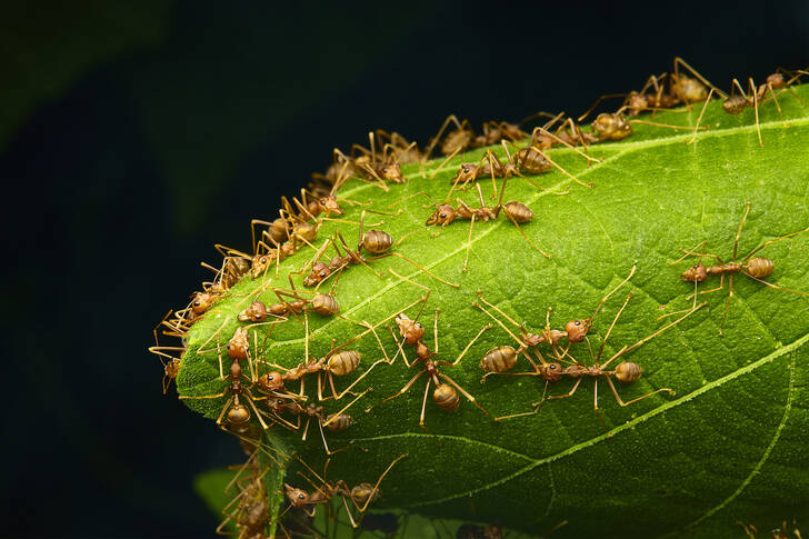 Ants on a green leaf