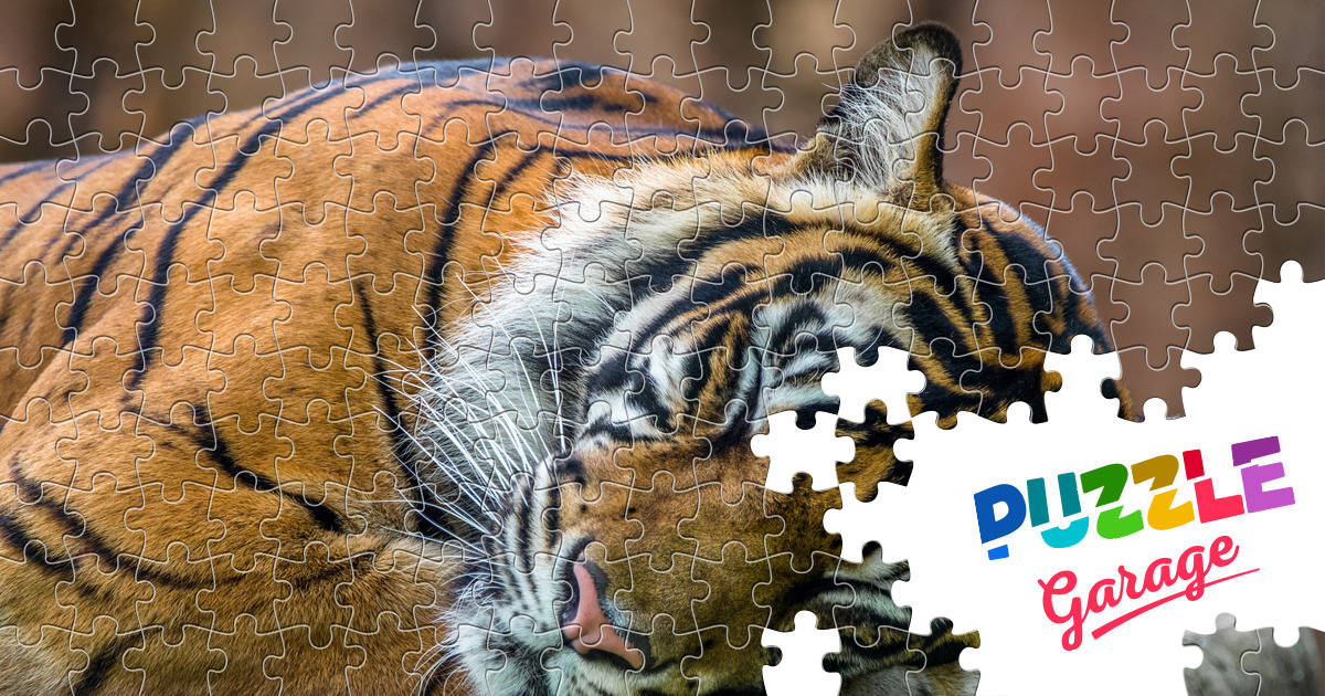 Sleeping tiger Jigsaw Puzzle (Animals, Mammals) | Puzzle Garage