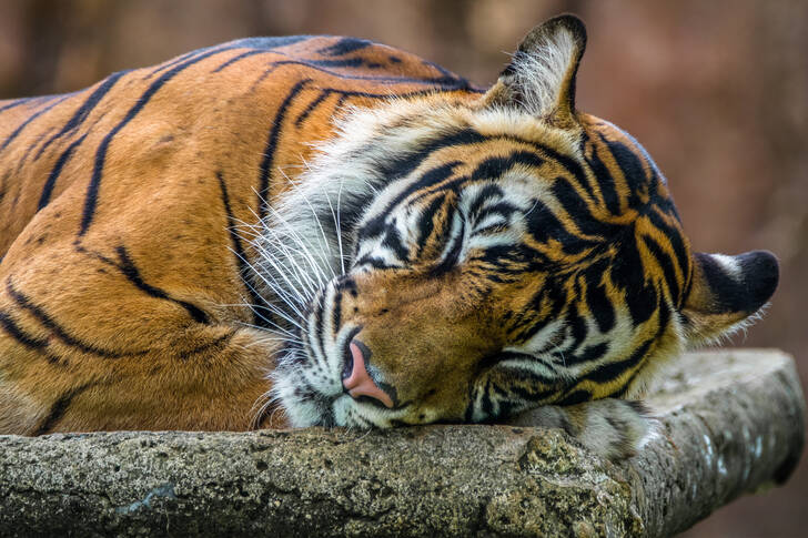 Sleeping tiger