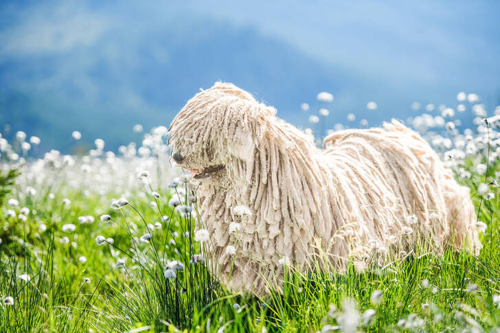 Cão pastor húngaro Puli