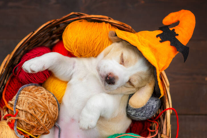 Cachorrinho dormindo em um chapéu