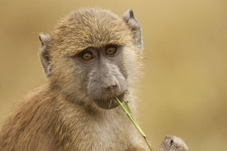 Olive baboon