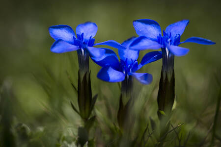 Blå vårblomster