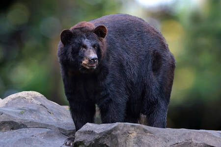 Beruang hitam di atas batu