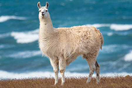 Lama vid havsstranden