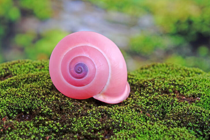 Pink tree snails