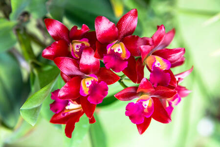Cattleya Merah