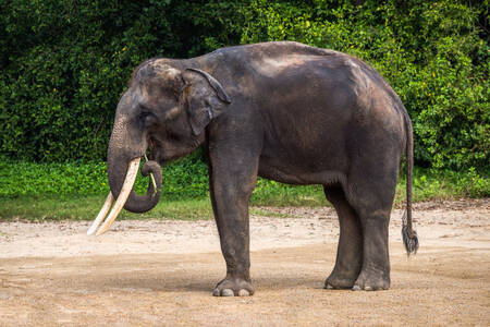 Asiatisk elefant