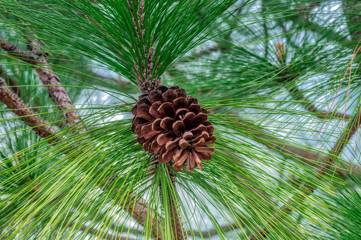 Pine branch