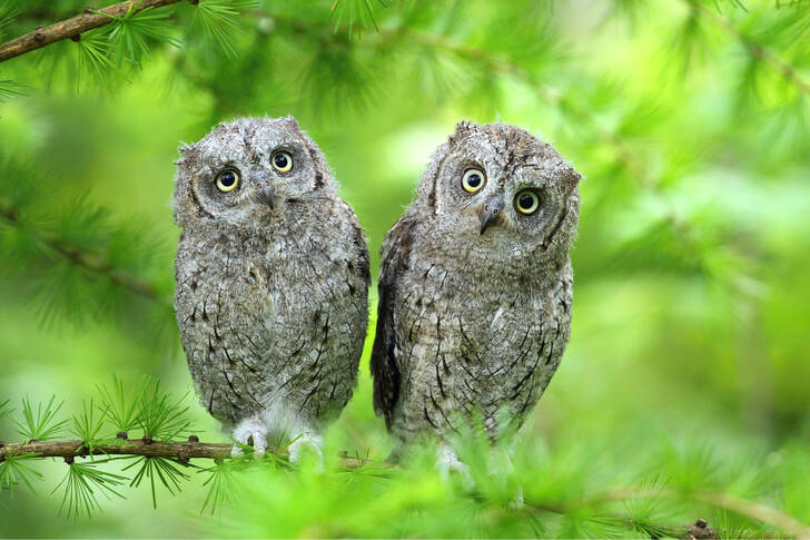 Owls on the branches