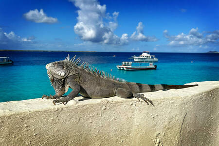 Iguana against the sea