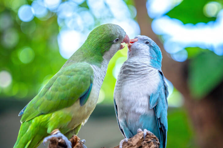 두꺼운 부리를 가진 앵무새