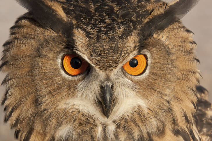 Portrét výra velkého