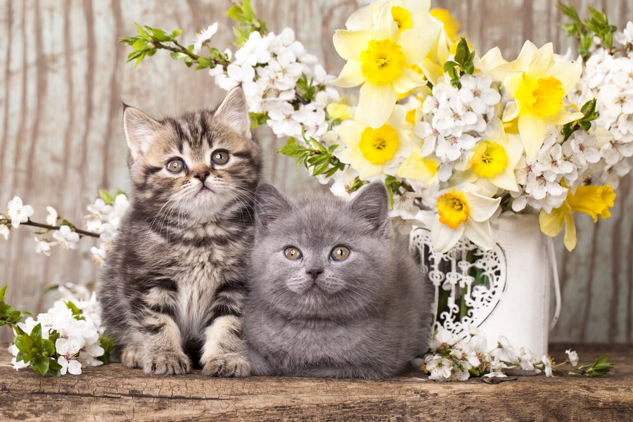 Котенца на фона на пролетни цветя