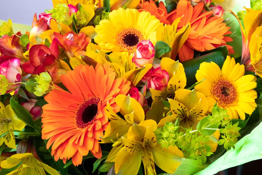 Buket žutih gerbera