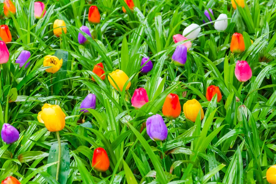 Veelkleurige tulpen