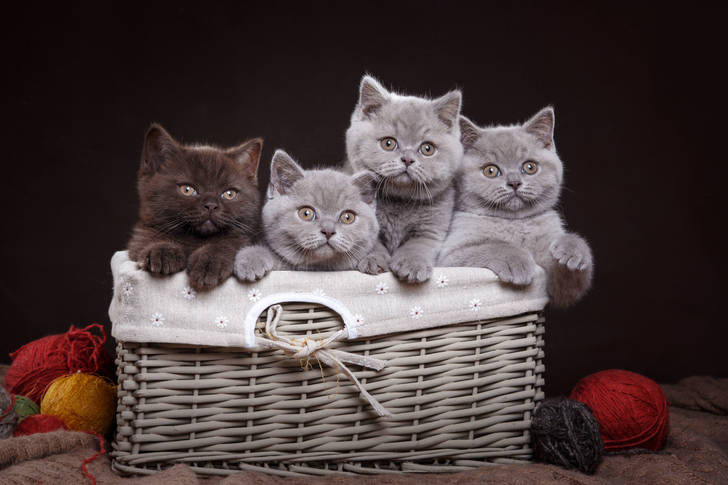 British kittens