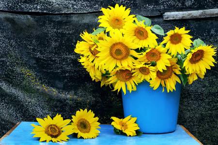 Bouquet of sunflowers in a bucket