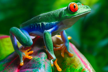 Red eyed frog