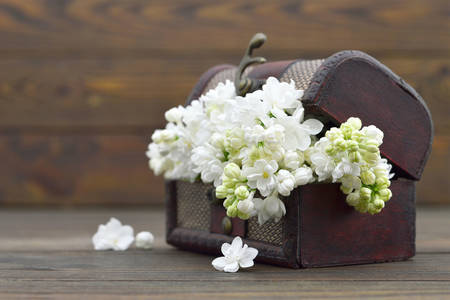White lilac in a wooden chest