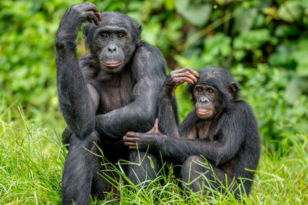 Chimpanzé mère et enfant Bonobo