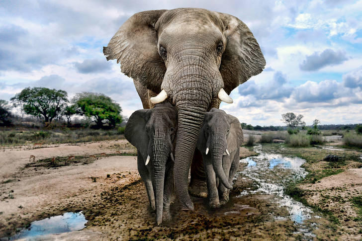 Elefanți africani