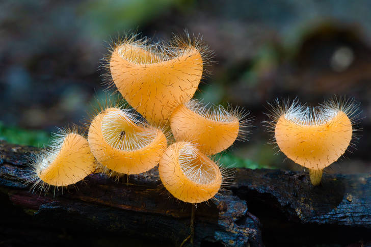 Macro photo of orange mushrooms