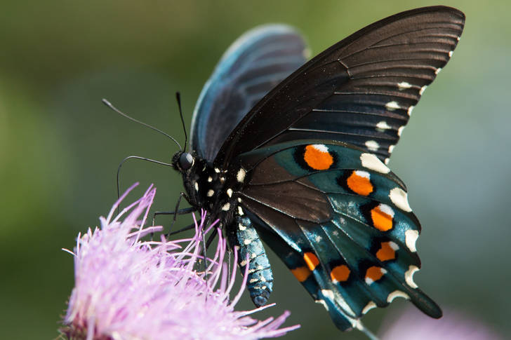Siyah kırlangıç ​​kuyruklu kelebek