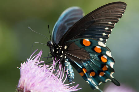 Μαύρη πεταλούδα χελιδόνι
