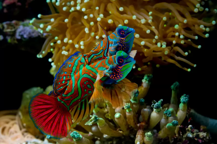 Ikan Mandarin