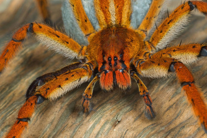 Goliath tarantula spider