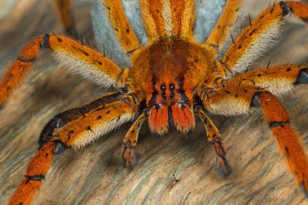 ゴライアスターンタラスパイダー