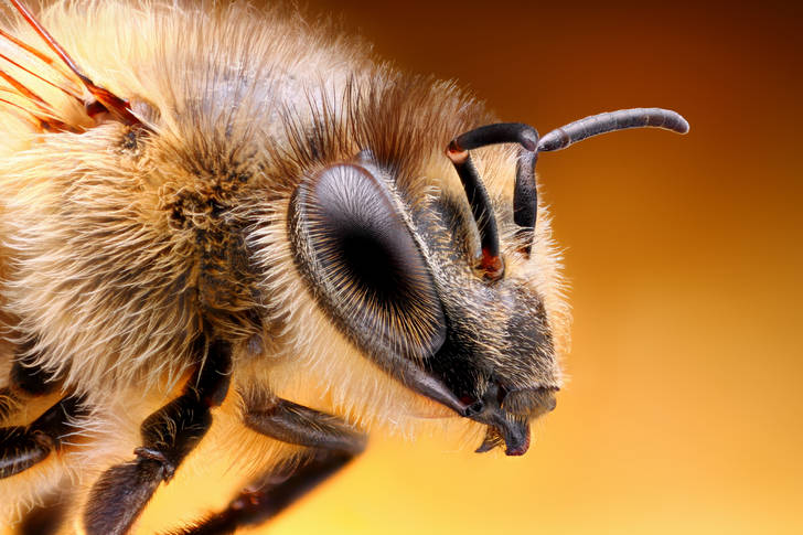 Macro photo of a bee