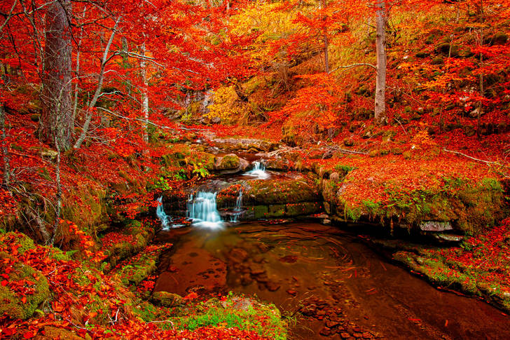 Falls in the autumn forest