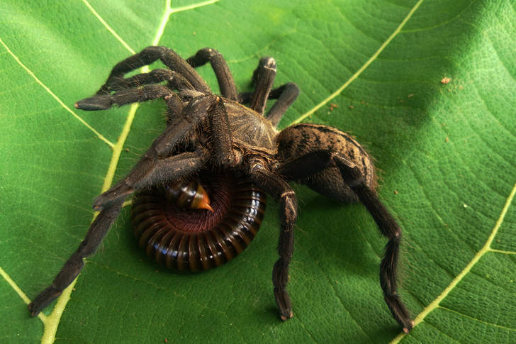 Spider on green leaf