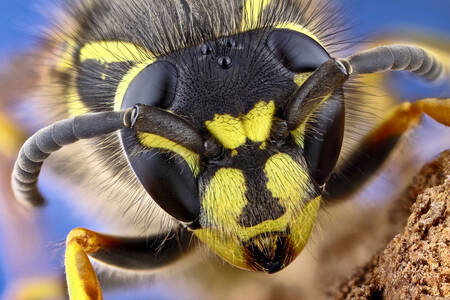 Portret de viespe
