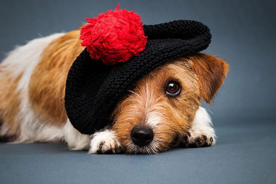 Bir bere içinde Jack Russell Teriyer