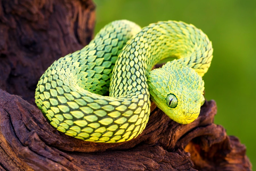 Stekelige bush adder