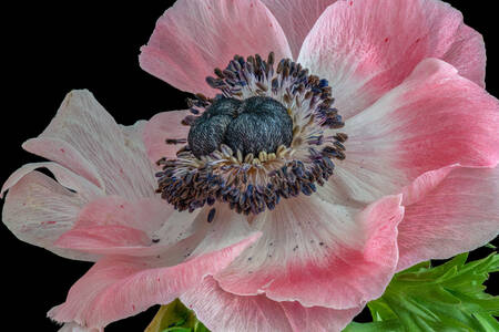 Anemon çiçeği